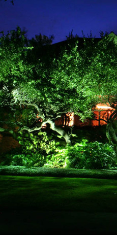 Texas Landscape Lighting